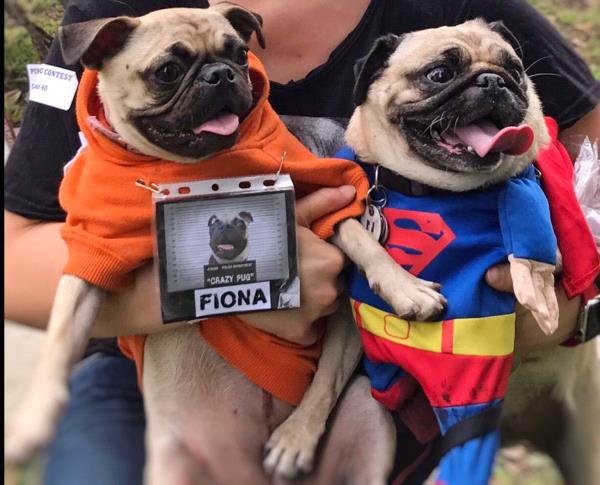 /images/uploads/pug nation rescue of los angeles/2018pugnation/entries/6073thumb.jpg